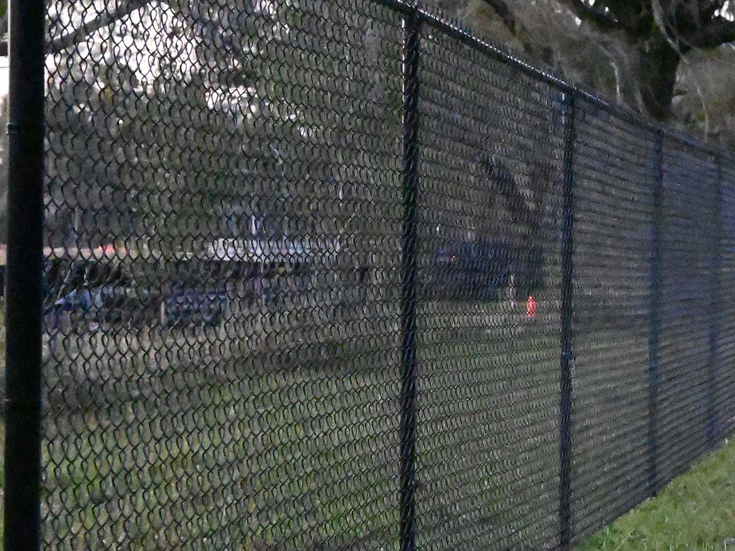 chain link fence Davis Island Florida